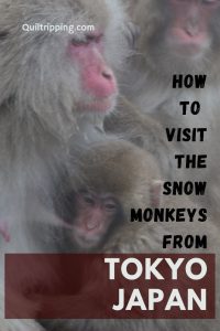 How to visit the Snow Monkey Park on your own from Tokyo