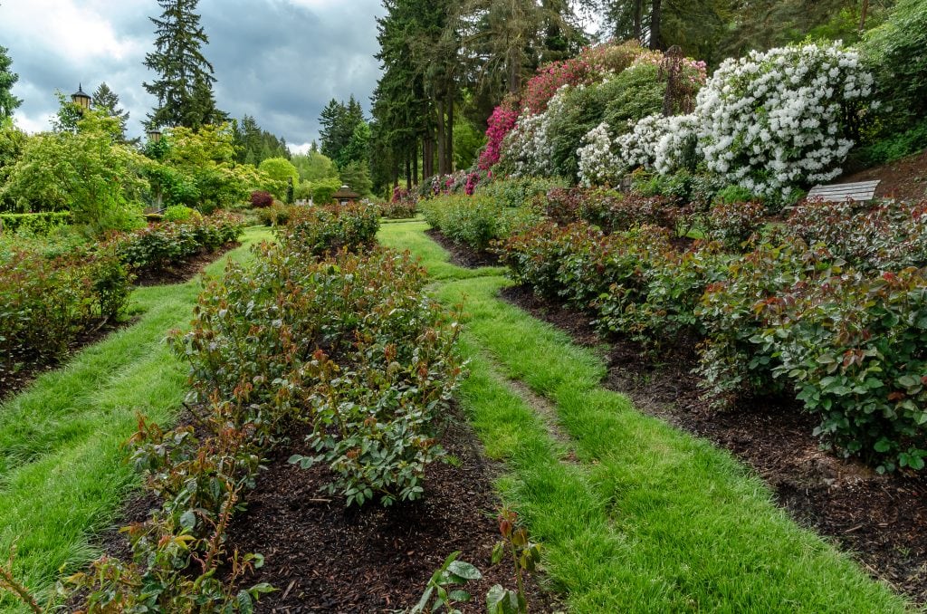 International Rose test garden in Portland