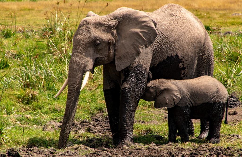 A baby elephant nurses after a mud bath