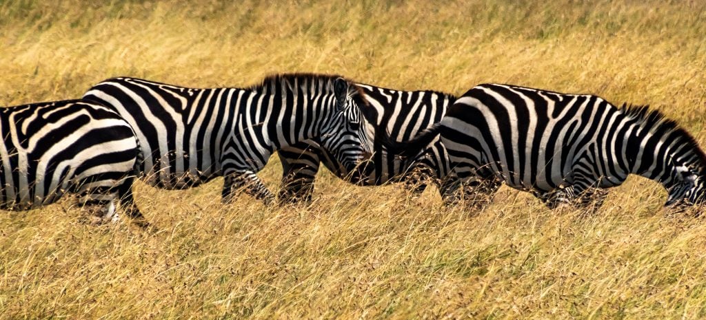 A line of zebras