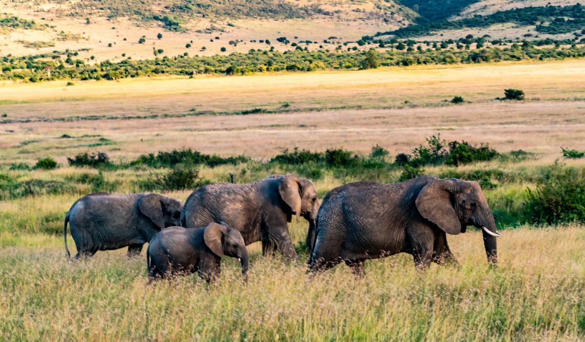 Elephants in Kenya's Masai Mara Reserve