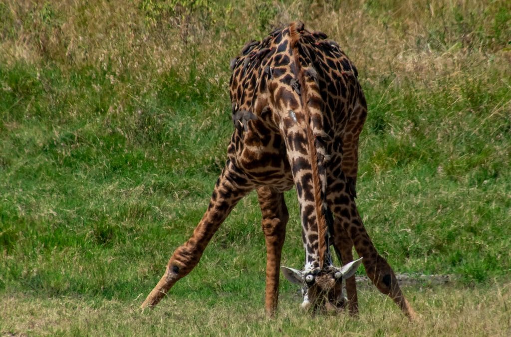 Giraffe getting a drink