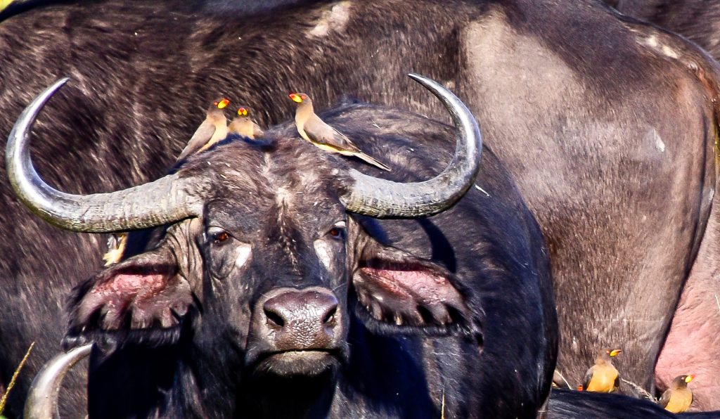 Cape buffalo and yellow billed oxpecker
