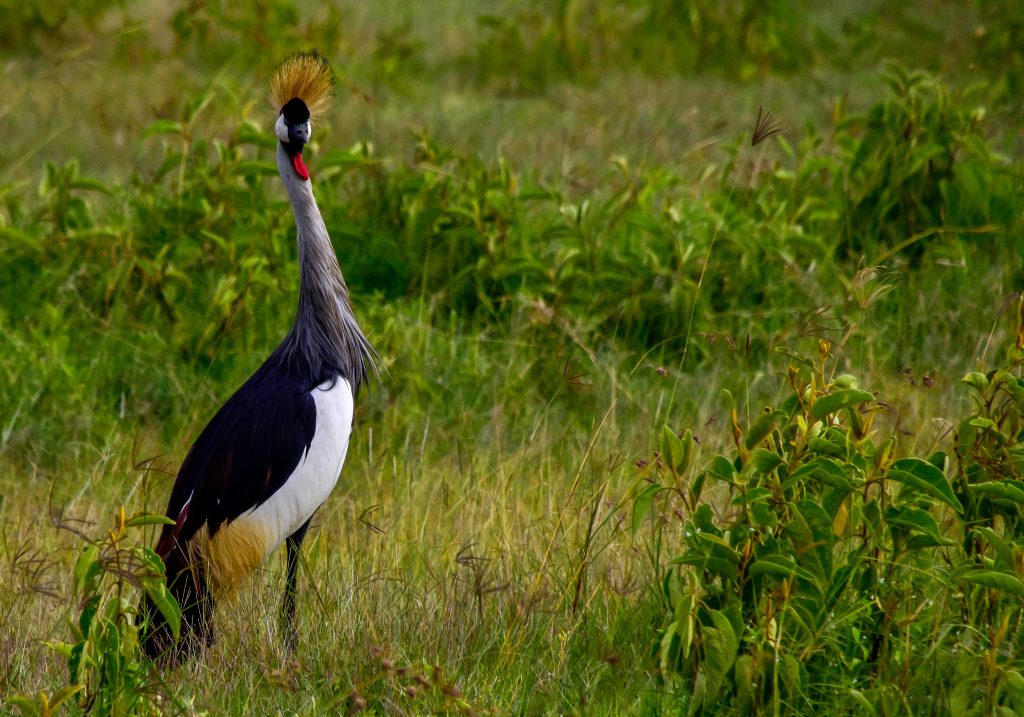 African crested crane