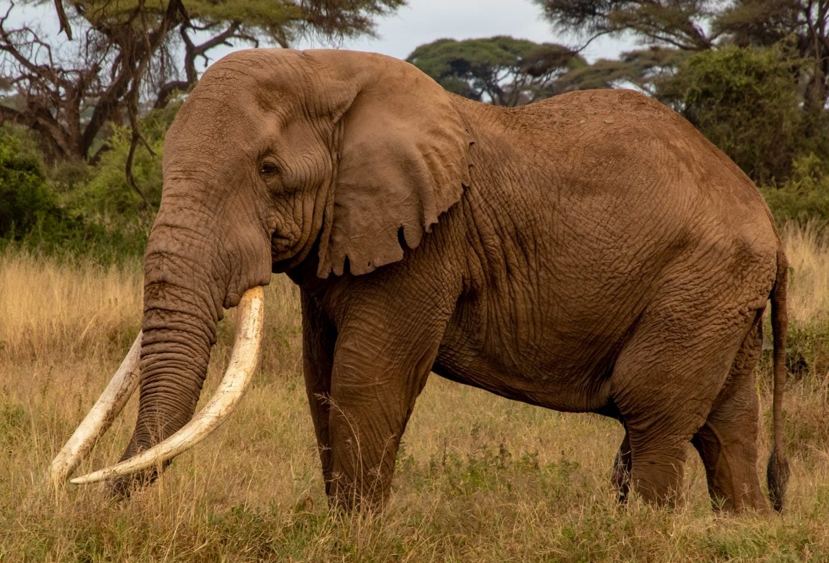 A beautiful bull elephant at Amboseli NP in Kenya