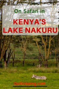 looking for rhinos on safari in Safari in Lake Nakuru #africa #kenya #lakenakuru #rhinos