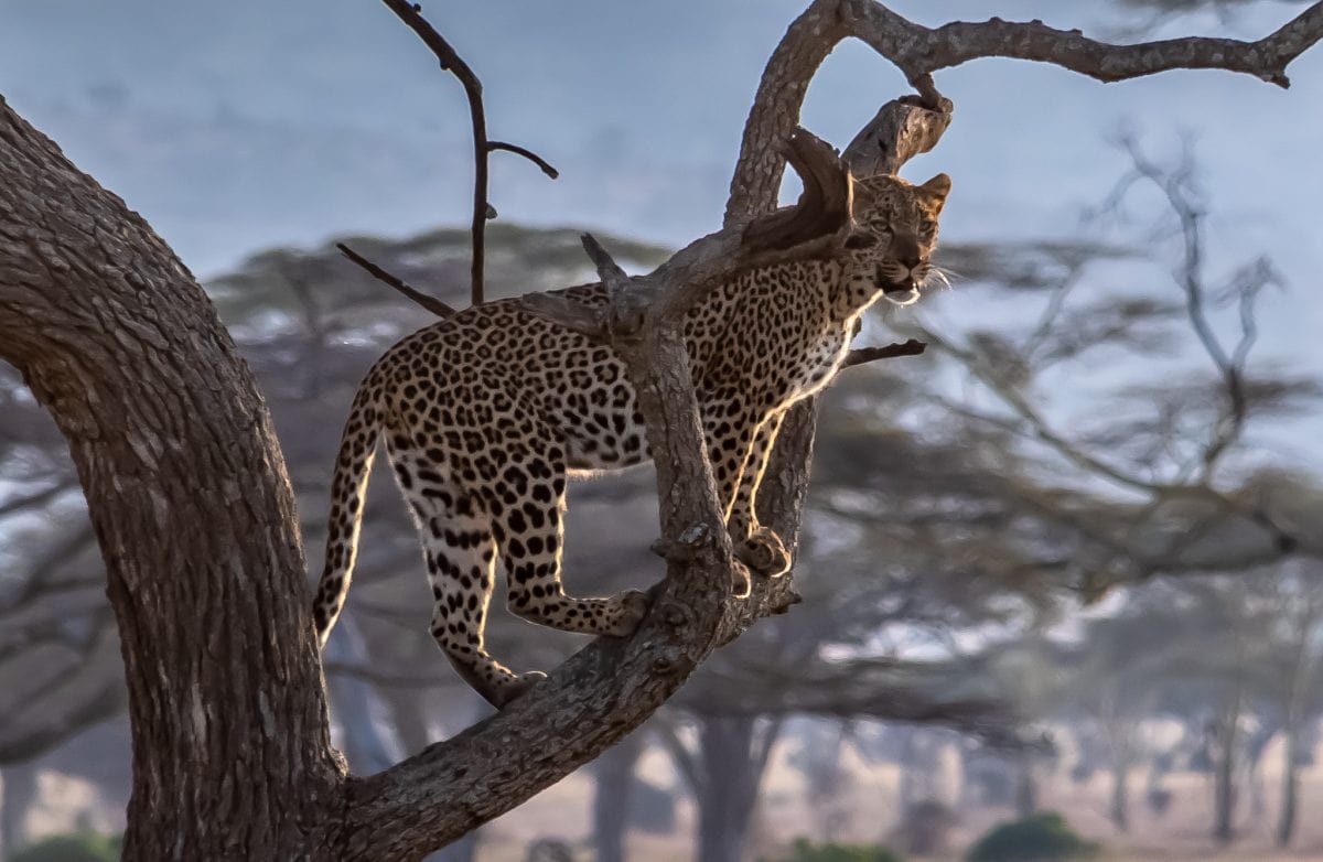 a leopard sighting in the Serengeti