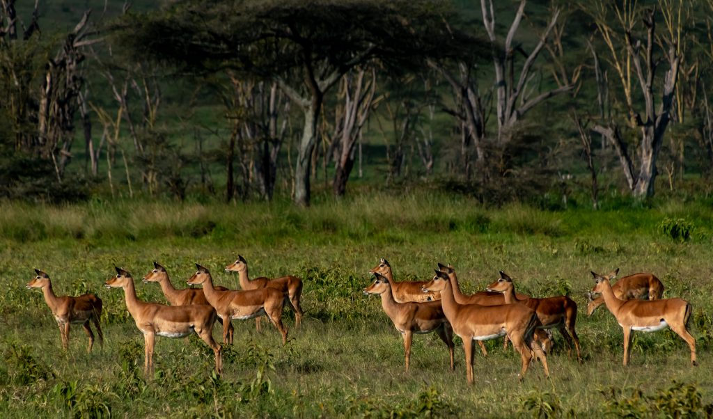 A herd of female impala