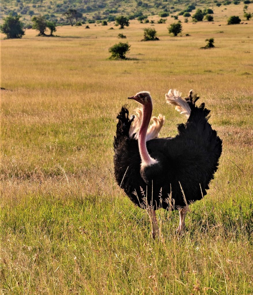 Male ostrich doing mating display