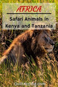 A safari in Kenya and Tazani should be more than jus seeing the BIG 5. I share my photos of the many African animals that I encountered. #safari #africa #kenya #tanzani