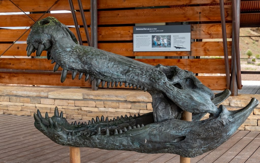 Fossil head of a Deinosuchus 