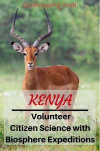 Discover how to be a volunteer citizen scientist with Biosphere Expeditions in #kenya #biosphereexpeditions #citizenscience #maasaimara
