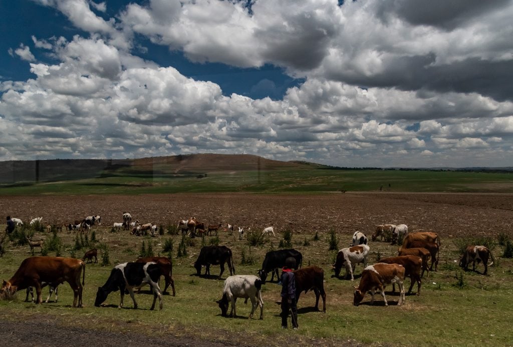 Grazing cattle and plowed land