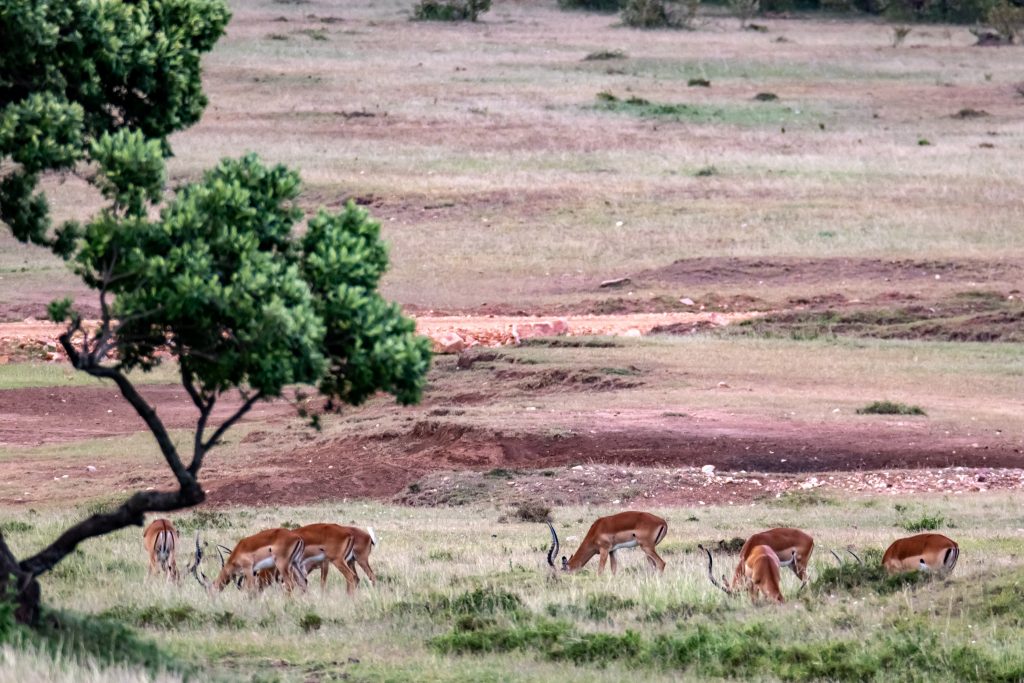 Impala grazing on the grassy plains 
