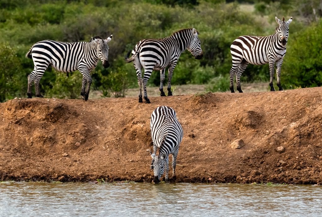 male zebra gets a drink at the water hole while his harem looks on