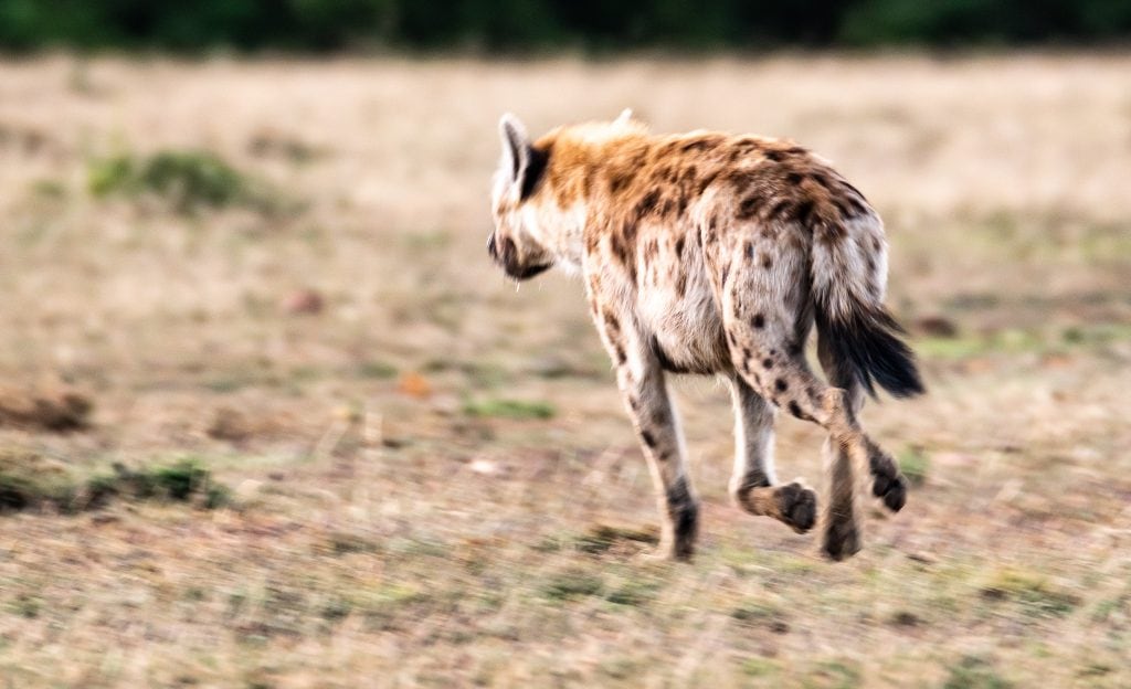running hyena