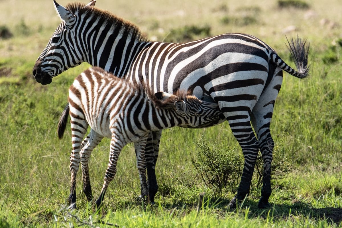 PhotoPOSTcard: How to Feed a Baby Zebra