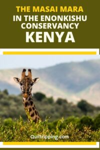 Learn about the unique conservation efforts in the Enonkishu Conservancy in the Masai Mara in Kenya
