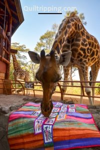 A giraffe checks out my quilting on my Africa inspired quilt #quilt #africaquilt #giraffe