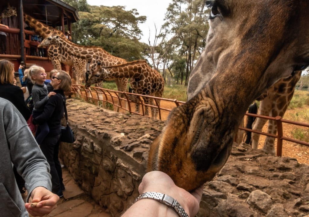 Giraffes' eating out of my hand