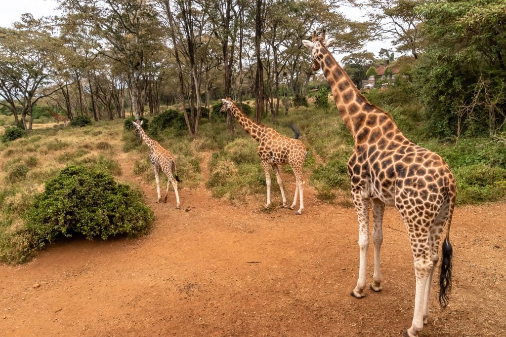 Giraffe Center giraffes