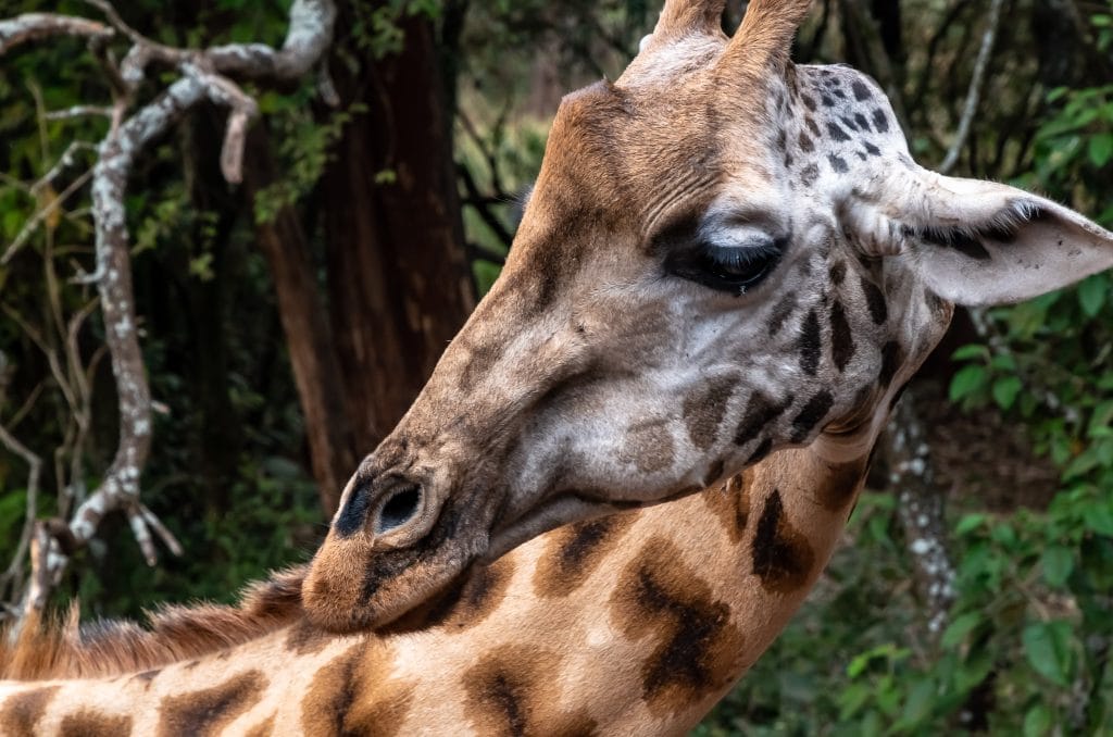 Beautiful Rothschild giraffe