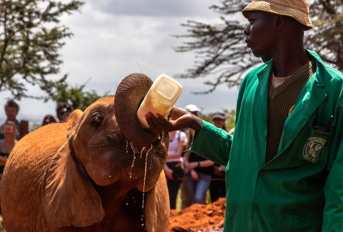 Nairobi day trips to the Sheldrick elephant orphanage in Nairobi