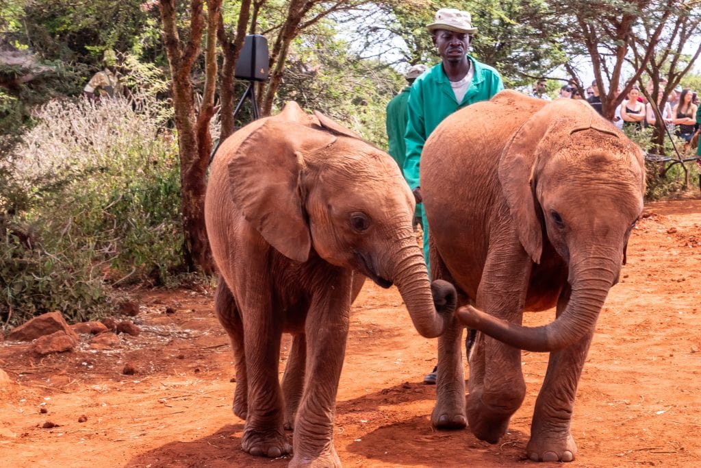 Baby elephants at the Shedrick orphanage in Nairobi