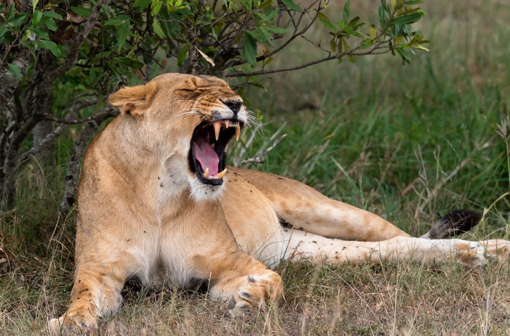 lion yawning