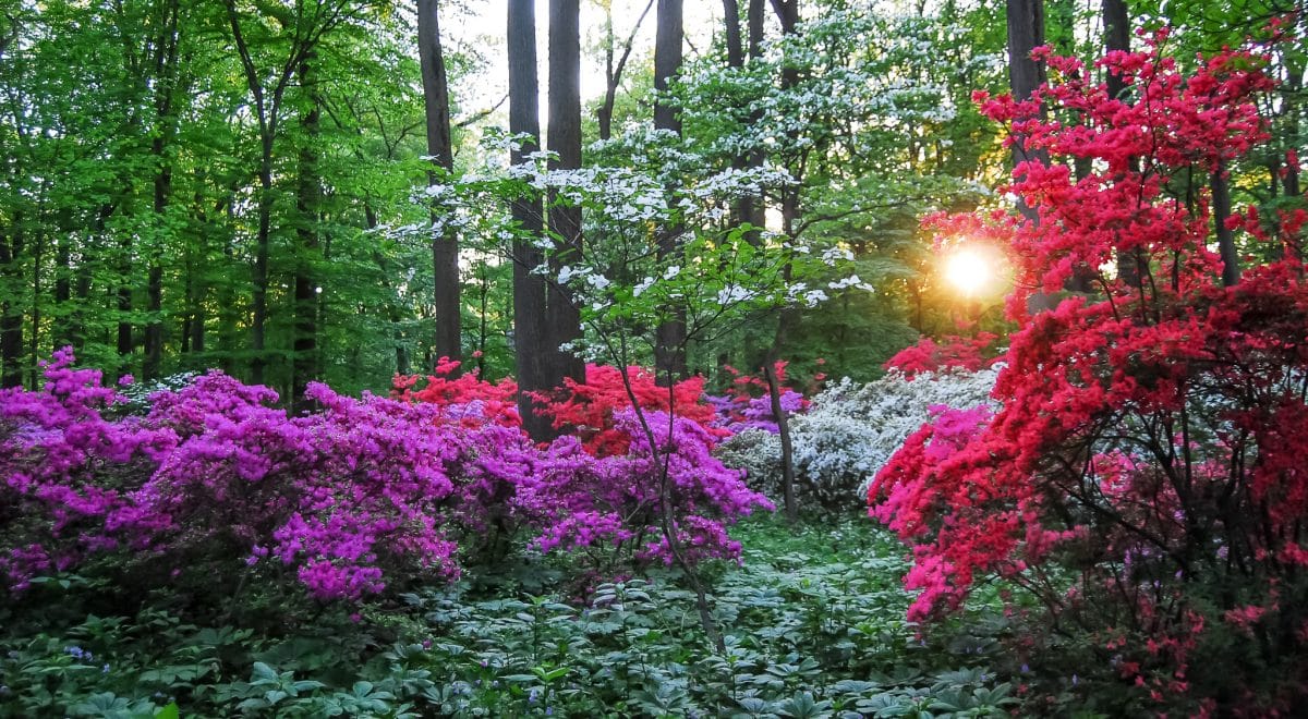 Acres of azaleas bloom at Winterthur Museum and Gardens in