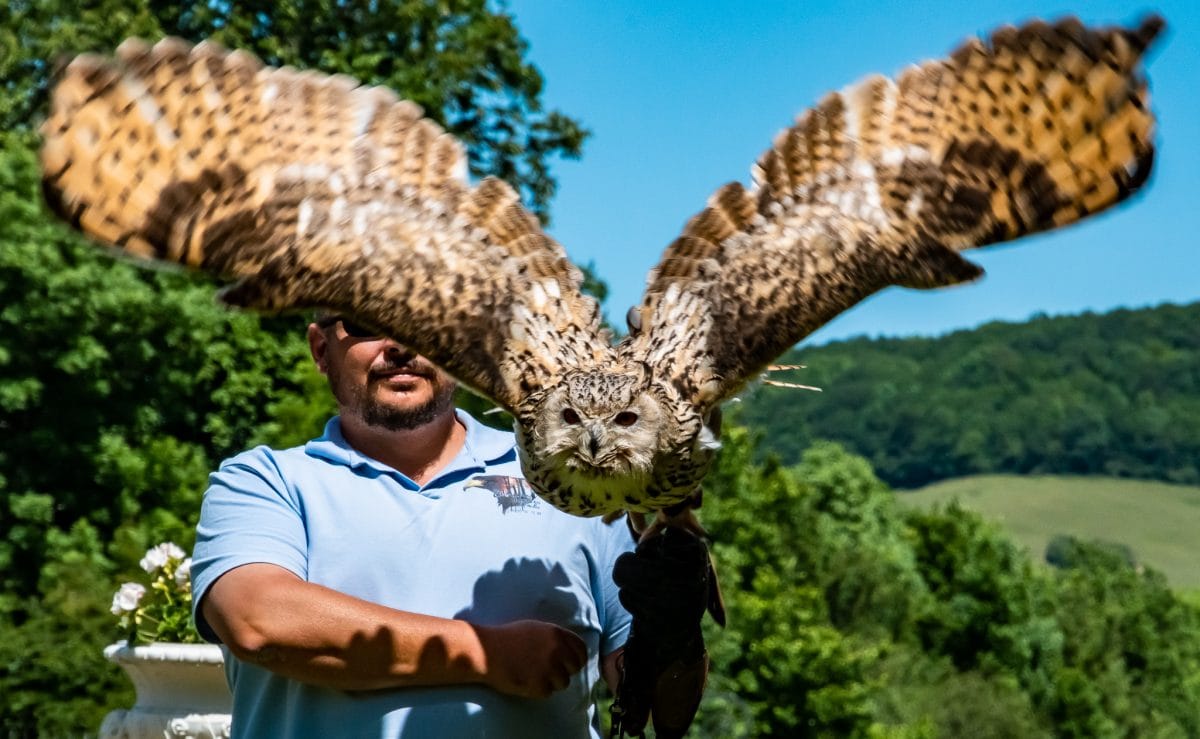 PhotoPOSTcard: The Great Eagle Owl