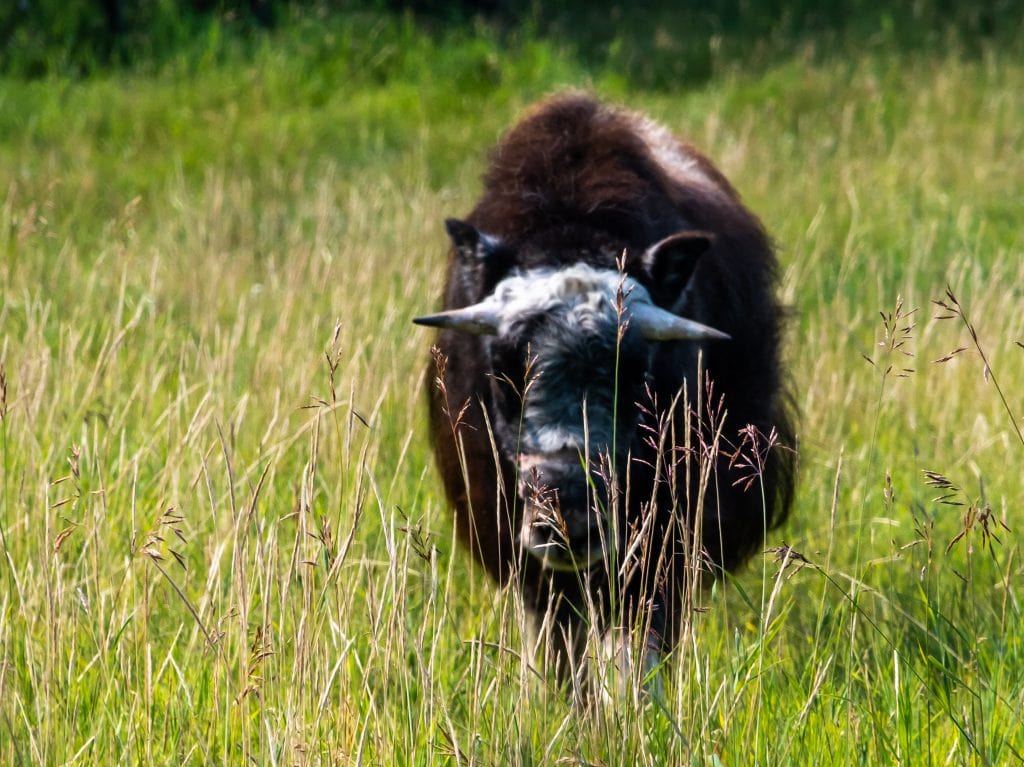 one of the musk ox herd at the UAF Large Animal Research Station