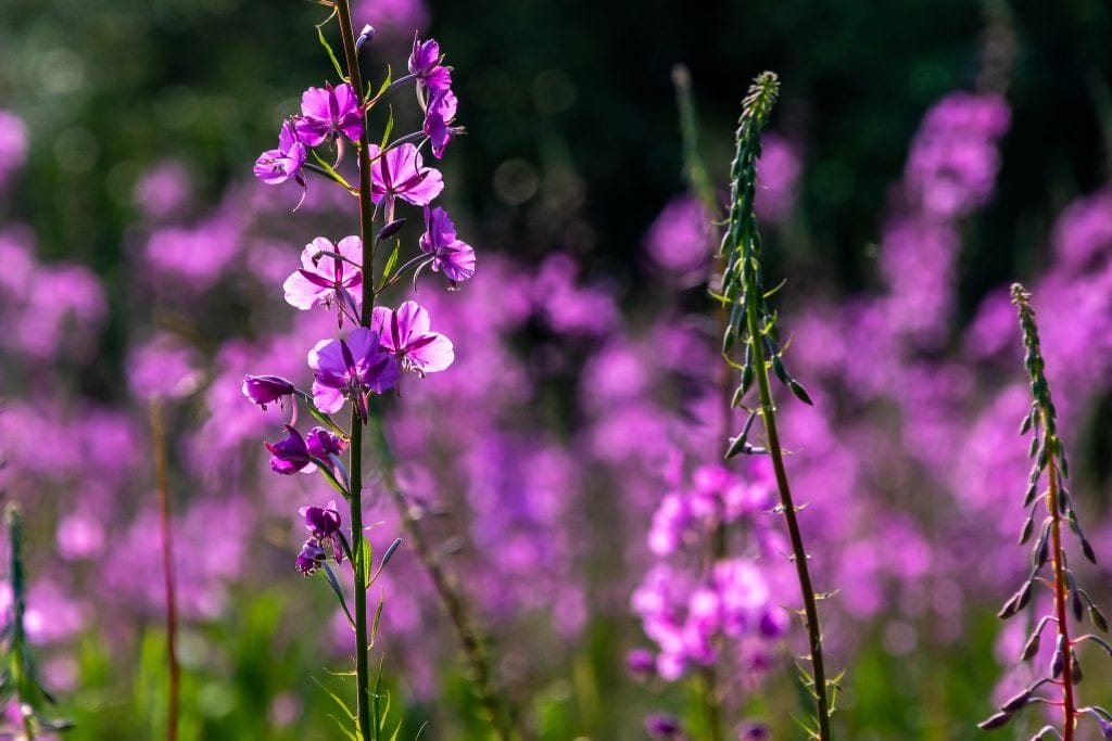 fireweed in bloom