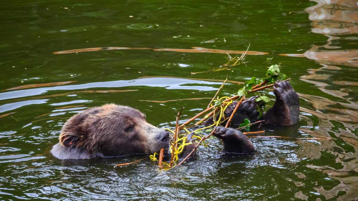 PhotoPOSTcard: Saving Bears