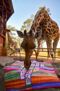 A giraffe inspects the other side of my Africa inspired quilt