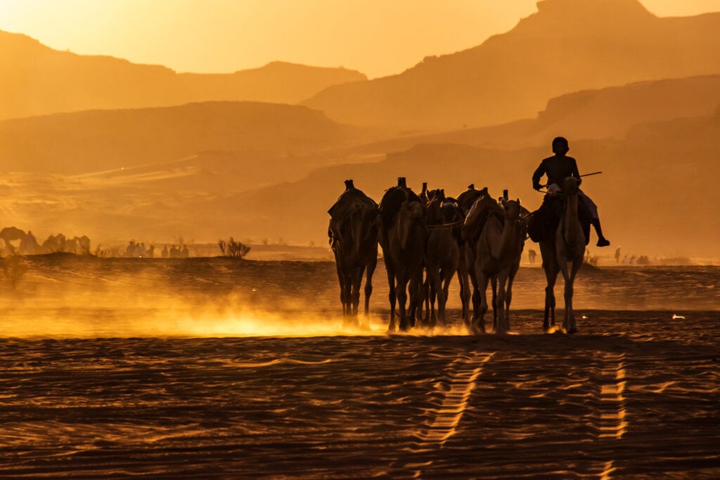 Camel rider at sunset in Wadi Rum