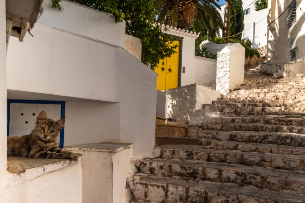Sights in Hydra - cats and stairs