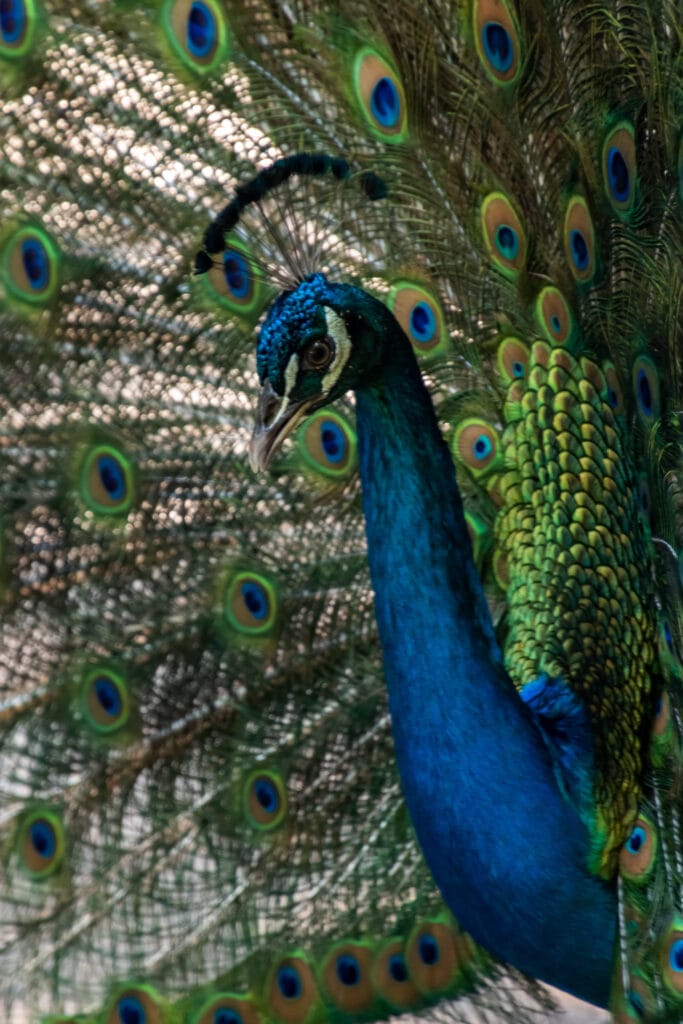 A peacock at the Port Oasis Eco Park in Cartagena