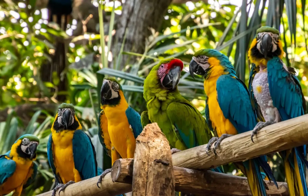 Macaws at the Cartagena cruise port Eco Park