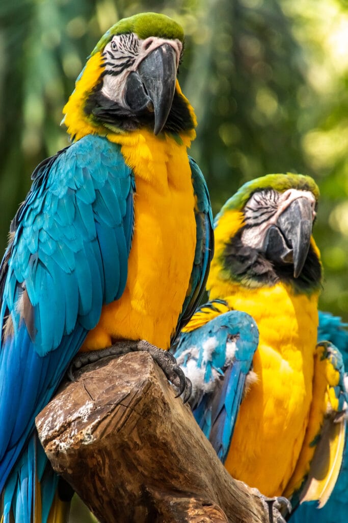 Colorful macaws at the Cartagena rot Eco Park
