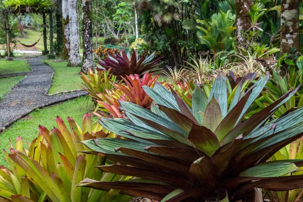 the bromeliad garden at Macaw Lodge