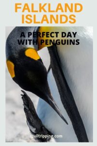 Sharing how I had a perfect day watching the penguins on the Falkland Islands