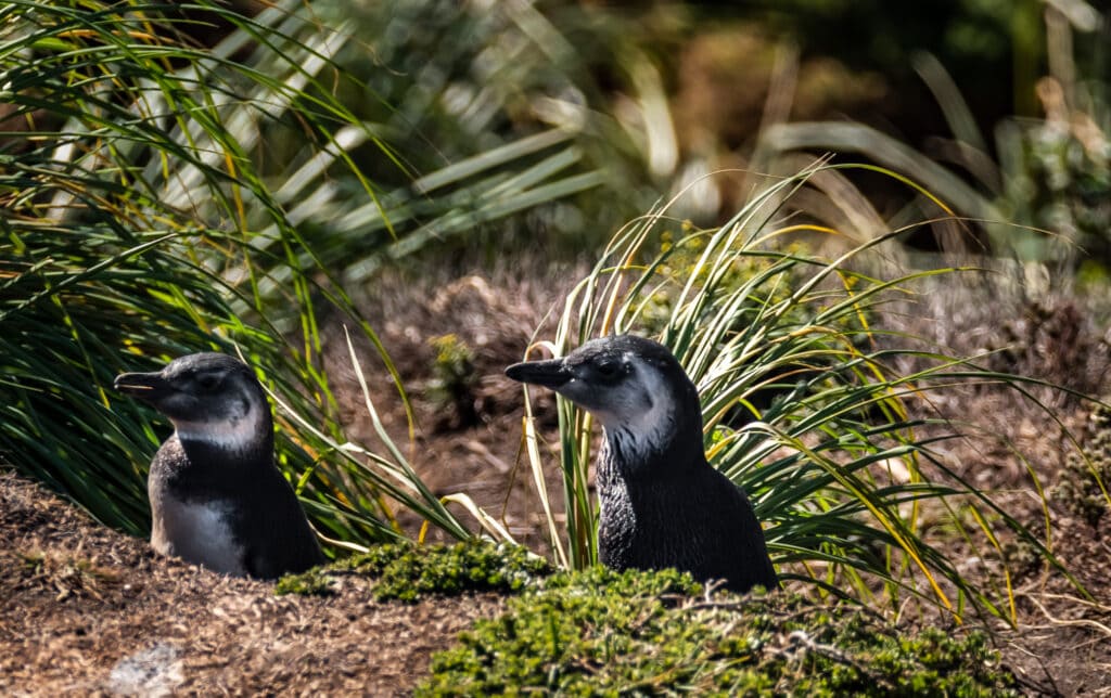 Magellanic juvenile penguins peek out of their burrow in the Falkland Islands