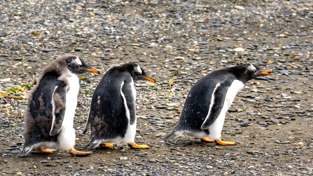 three gentoo penguins