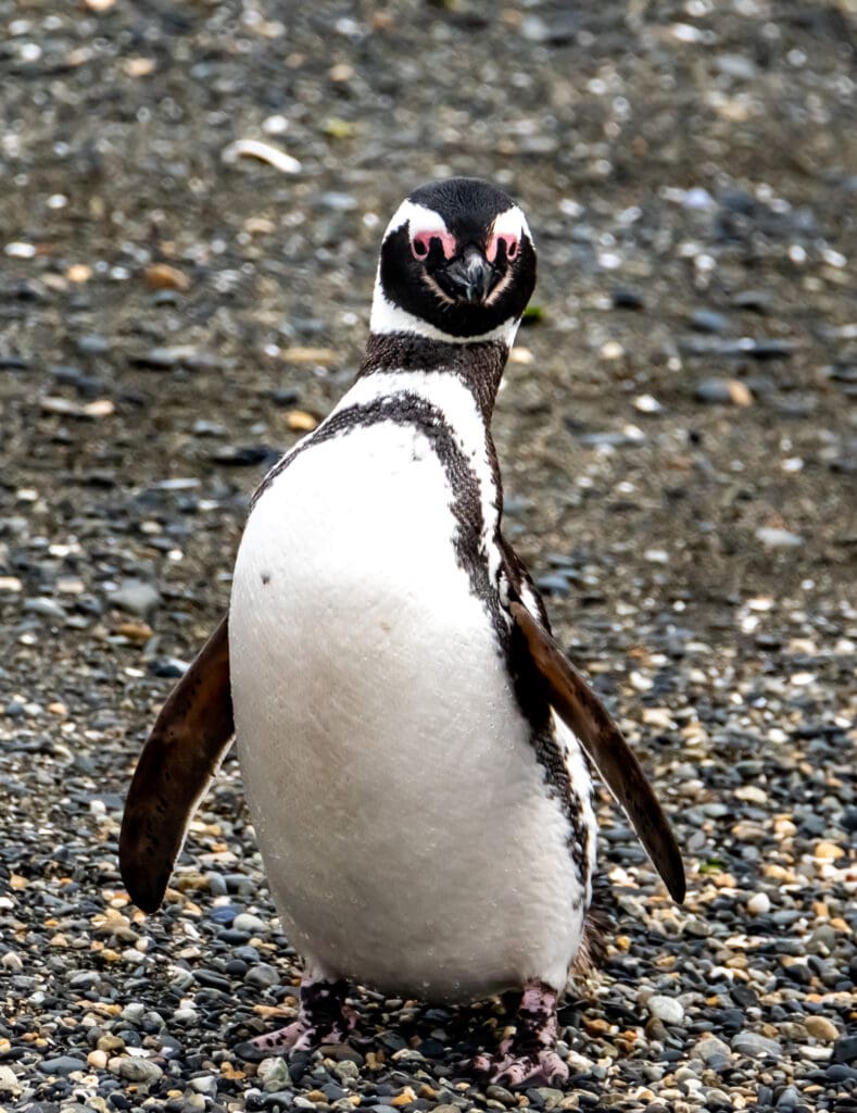 chinstrap Magellanic penguin