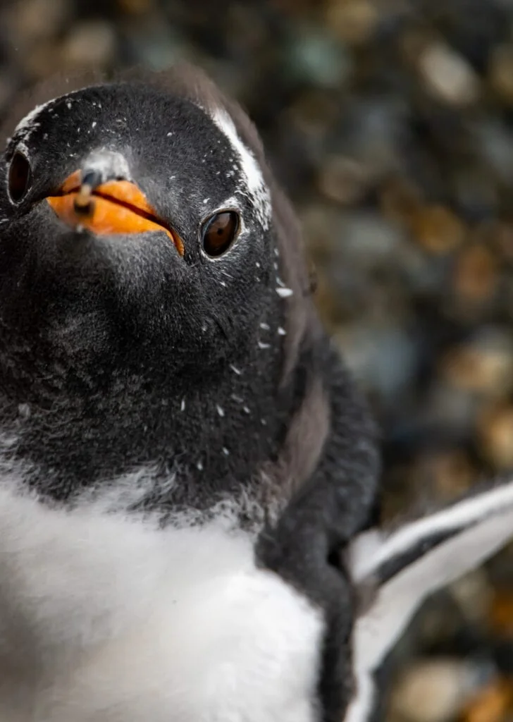 gentoo penguin close up