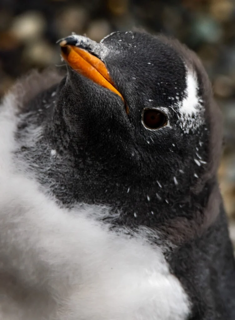 Close up of a Gentoo penguin