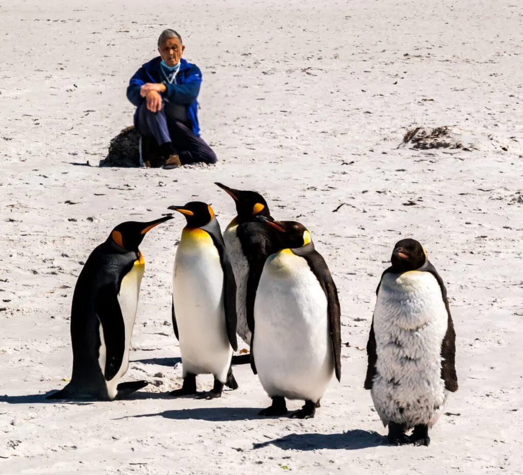 Watching King Penguins on the Falkland Islands
