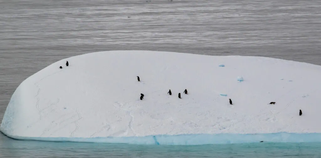 penguins on an ice berg