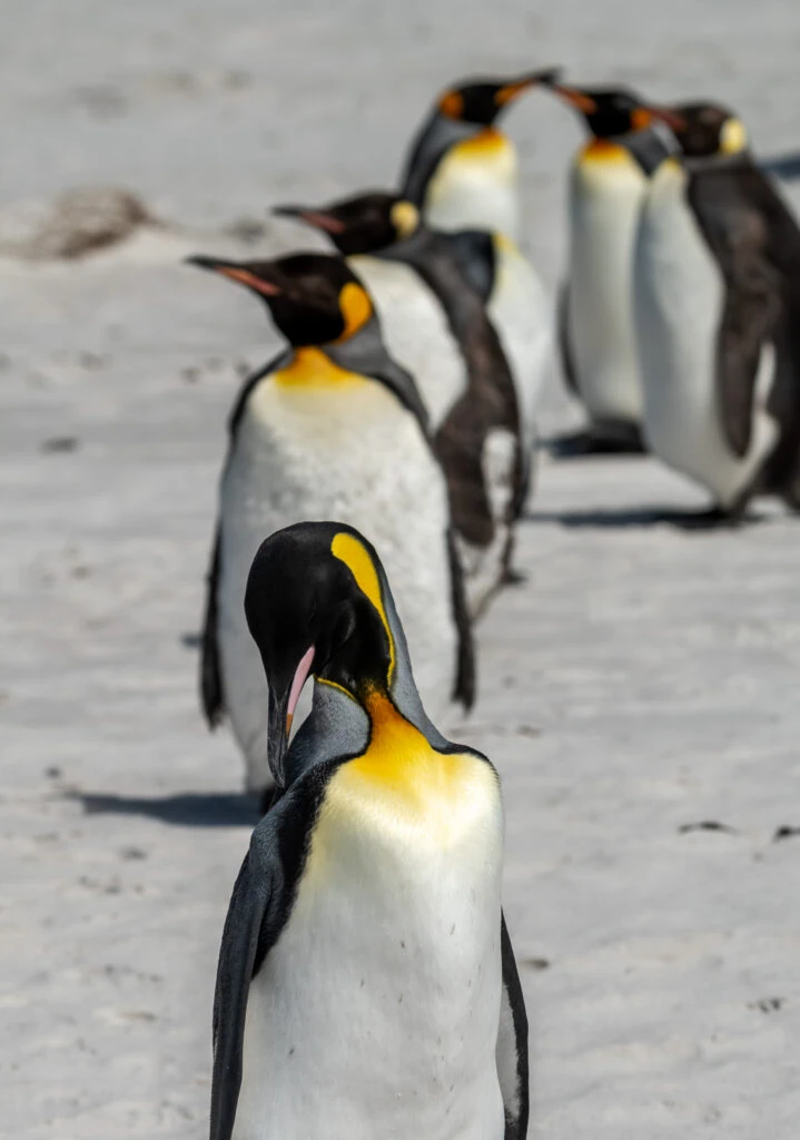 King penguins on the Falkland Islands